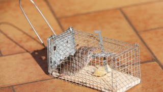 Cách bẫy chuột cống trong nhà mang lại hiệu quả cực cao