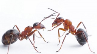 Những cách diệt kiến tại nhà đơn giản, hiệu quả