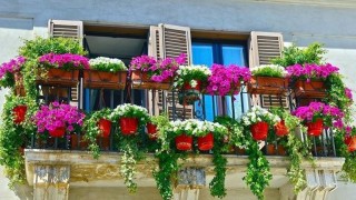 Cách trồng và chăm sóc cây cảnh ở ban công