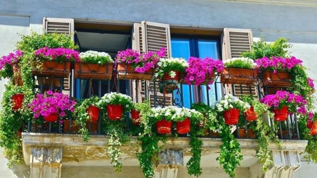 Cách trồng và chăm sóc cây cảnh ở ban công