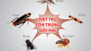 Lưu ý khi sử dụng dịch vụ phun thuốc diệt côn trùng tại nhà