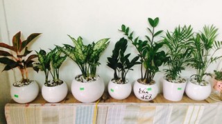 Cách trồng và chăm sóc cây cảnh để bàn cực kỳ đơn giản