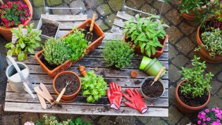 Cách chăm sóc cây cảnh bị úng nước giúp trở lại tươi xanh tốt nhanh chóng