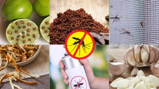 Một số cách diệt muỗi anophen hiệu quả