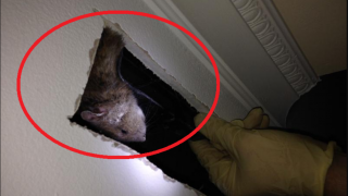 Một số mẹo đuổi chuột trên trần nhà hiệu quả