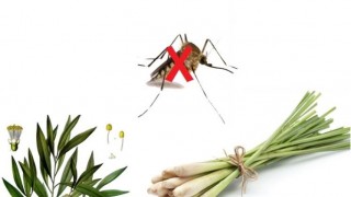 Những cách sử dụng sả an toàn, hiệu quả trong diệt muỗi