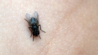 Những cách diệt ruồi đơn giản, hiệu quả tại nhà mà bạn nên biết