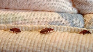 Rệp giường và những cách trị rệp giường bạn nên biết