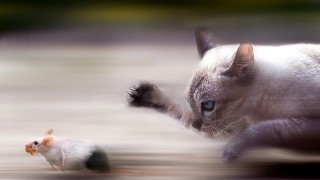 Tổng hợp những cách đuổi chuột hiệu quả nhất