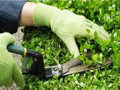 Dịch vụ chăm sóc cây cảnh Dịch vụ chăm sóc cây cảnh