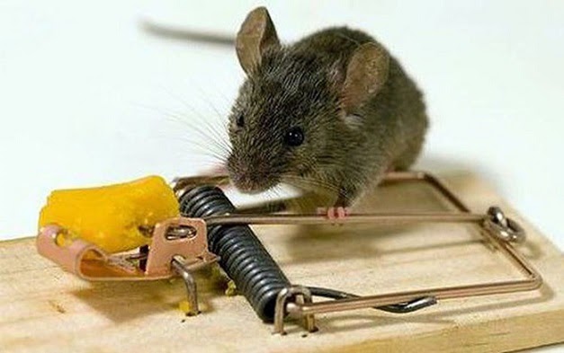 Cách bẫy chuột cống trong mà mang lại hiệu quả cực cao