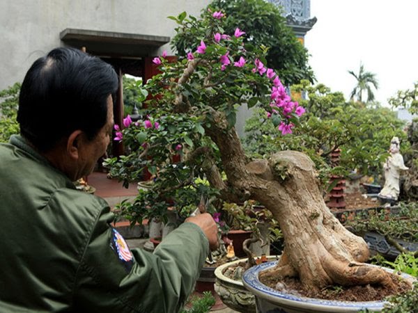 Cách chăm sóc cây cảnh bonsai đúng kỹ thuật cho cây phát triển tốt nhất