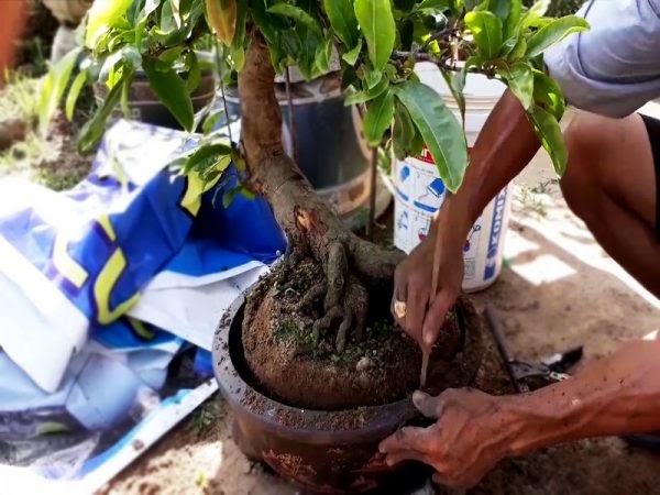 Cách chăm sóc cây cảnh bonsai đúng kỹ thuật cho cây phát triển tốt nhất