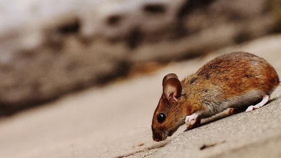 Top 9 cách bẫy chuột nhắt hiệu quả nhất