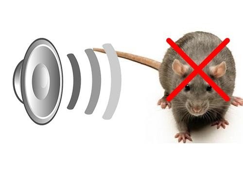 Top 9 cách bẫy chuột nhắt hiệu quả nhất